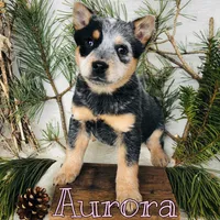 Aurora, a female Australian Cattle Dog for sale in Byron, MI – Photo 2 of 3