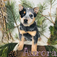 Aurora, a female Australian Cattle Dog for sale in Byron, MI – Photo 3 of 3