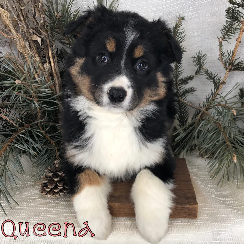 Queena
