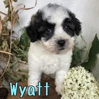 Wyatt, a male Shih Tzu and Bichpoo for sale in Byron, MI – 1 of 2