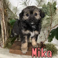 Mika, a female Miniature Aussiedoodle for sale in Byron, MI – 3 of 3