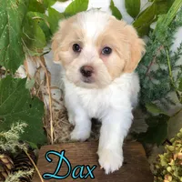 Dax, a male Shih Tzu and Bichpoo for sale in Byron, MI – 3 of 3