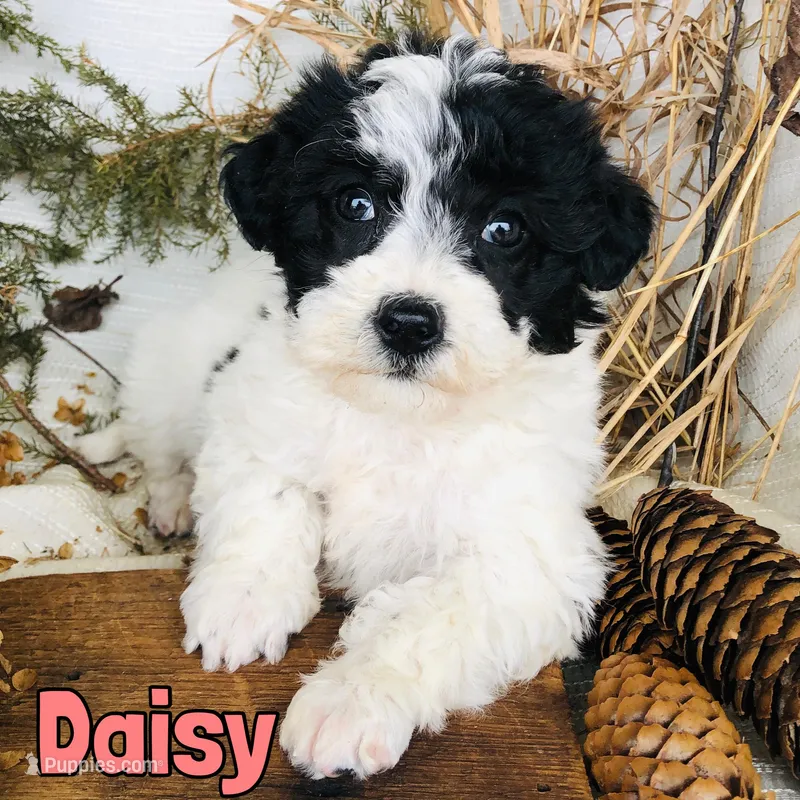 Daisy – Bichon Frise, Yorkipoo puppy for sale in Byron, MI