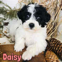 Daisy, a female Bichon Frise and Yorkipoo for sale in Byron, MI – Photo 1 of 3