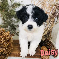 Daisy, a female Bichon Frise and Yorkipoo for sale in Byron, MI – Photo 3 of 3