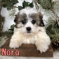 Nora, a female Shihpoo for sale in Byron, MI – 2 of 3