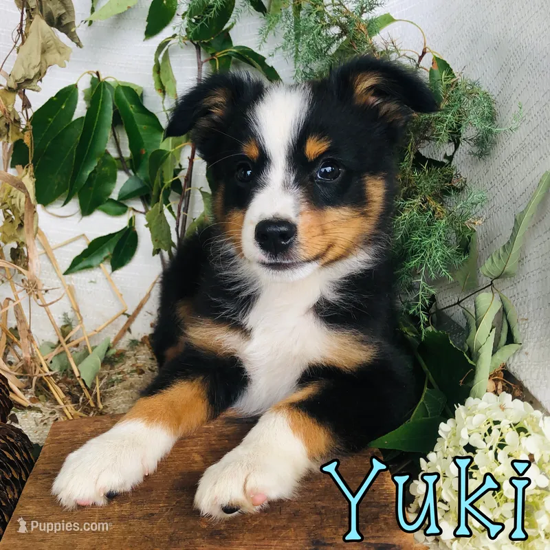 Yuki – Miniature Australian Shepherd puppy for sale in Byron, MI
