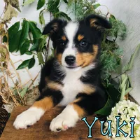 Yuki, a male Miniature Australian Shepherd for sale in Byron, MI – 1 of 4