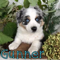 gunner, a male Miniature Australian Shepherd for sale in Byron, MI – 1 of 3
