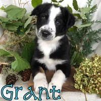 Grant, a male Miniature Australian Shepherd for sale in Byron, MI – 2 of 3