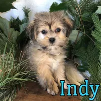 Indy, a male Shihpoo and Mal Shi for sale in Byron, MI – 2 of 3