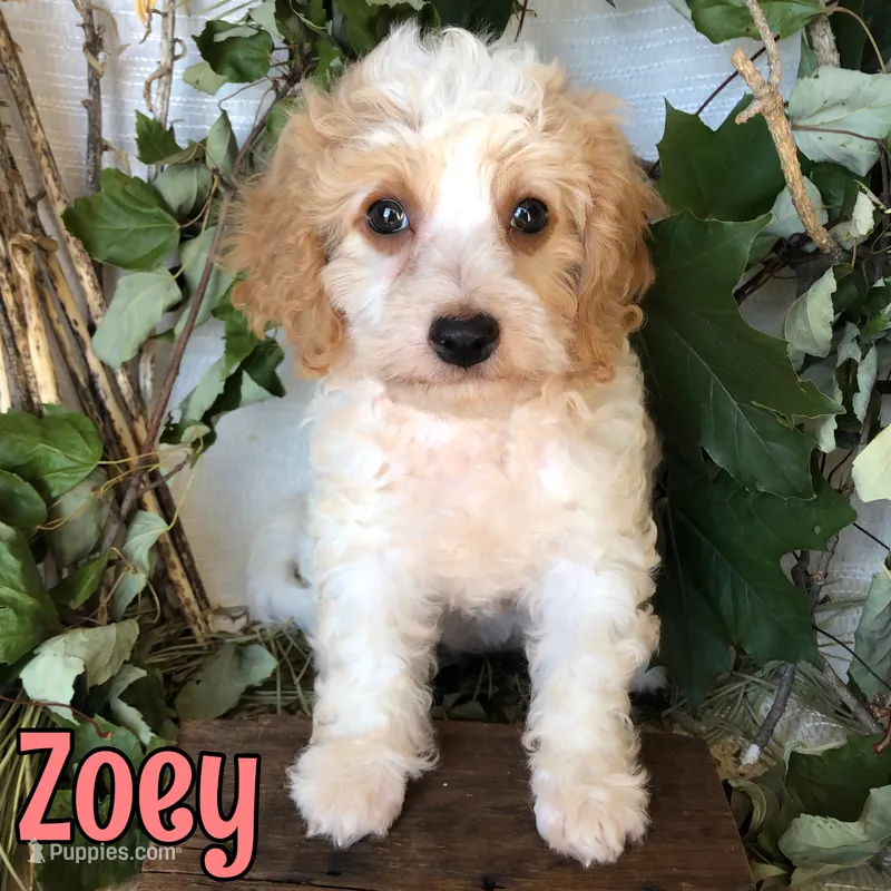 Zoey – Cavapoo puppy for sale in Byron, MI