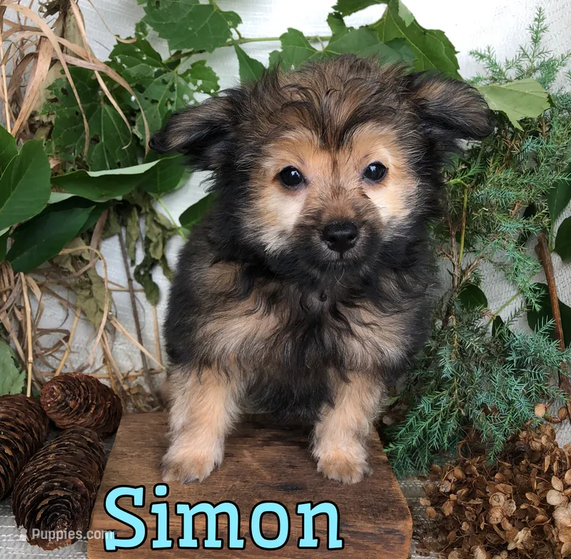 Simon – Pomapoo puppy for sale in Byron, MI