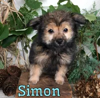 Simon, a male Pomapoo for sale in Byron, MI – 1 of 3