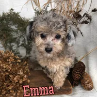 Emma, a female Poodle - Toy  for sale in Byron, MI – Photo 2 of 3