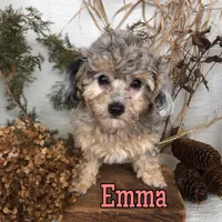 Emma, a female Poodle - Toy  for sale in Byron, MI – Photo 3 of 3