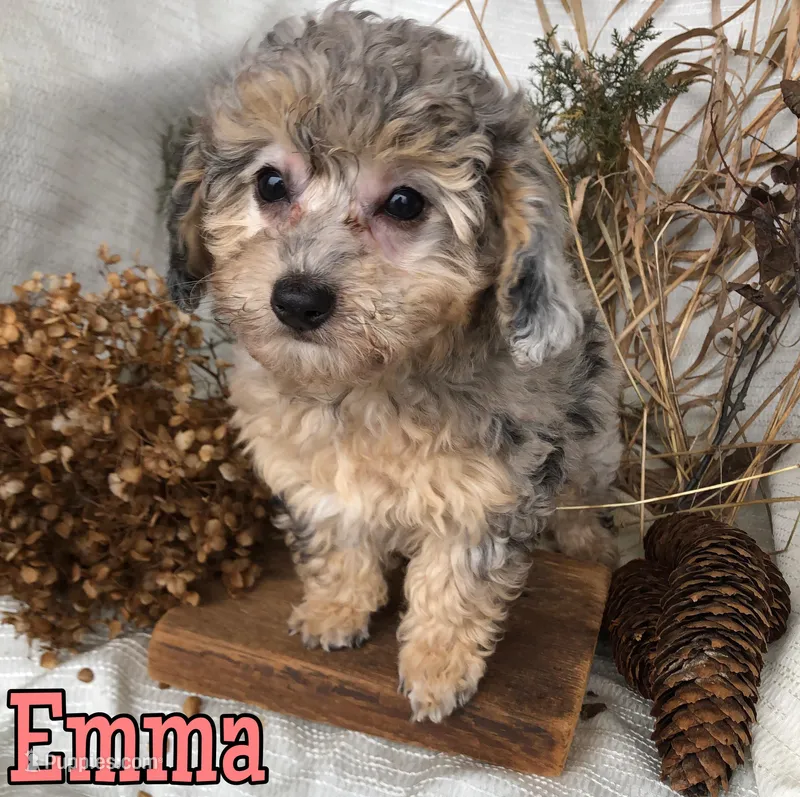Emma – Poodle - Toy  puppy for sale in Byron, MI
