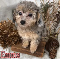 Emma, a female Poodle - Toy  for sale in Byron, MI – Photo 1 of 3