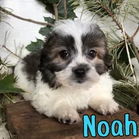 Noah, a male Shihpoo for sale in Byron, MI – 3 of 3