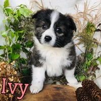Ivy, a female Great Pyrenees and Miniature Australian Shepherd for sale in Byron, MI – Photo 3 of 3