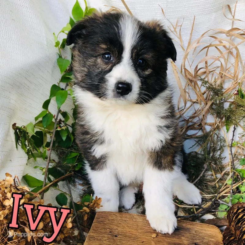Ivy, a female Great Pyrenees and Miniature Australian Shepherd for sale in Byron, MI – Photo 1 of 3