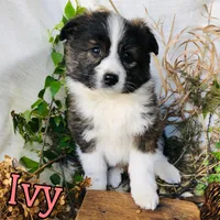 Ivy, a female Great Pyrenees and Miniature Australian Shepherd for sale in Byron, MI – Photo 1 of 3