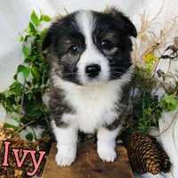 Ivy, a female Great Pyrenees and Miniature Australian Shepherd for sale in Byron, MI – Photo 2 of 3