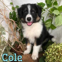 Cole, a male English Shepherd and Australian Shepherd for sale in Byron, MI – 2 of 3