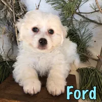 Ford, a male Bichon Frise and Shihpoo for sale in Byron, MI – Photo 2 of 3