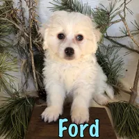 Ford, a male Bichon Frise and Shihpoo for sale in Byron, MI – Photo 3 of 3