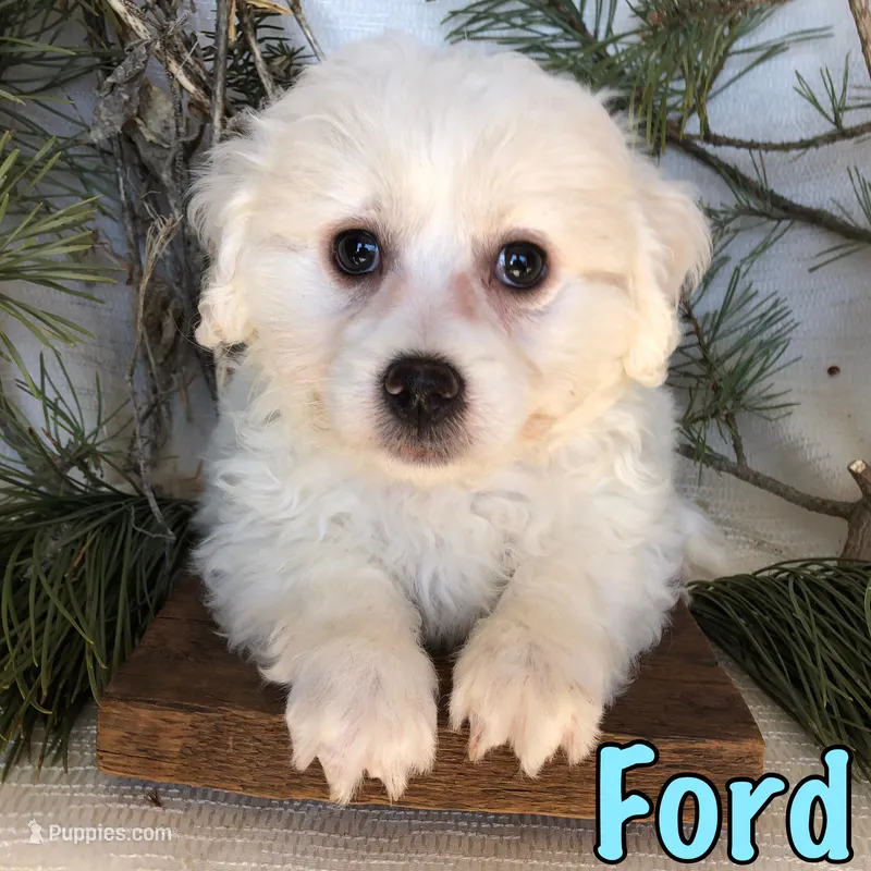 Ford – Bichon Frise, Shihpoo puppy for sale in Byron, MI