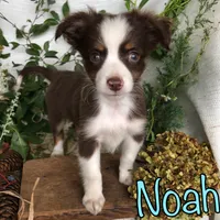 Noah, a male Miniature Australian Shepherd for sale in Byron, MI – 2 of 3