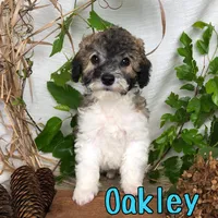 Oakley, a male Bichpoo for sale in Byron, MI – 1 of 3
