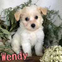 Wendy, a female Shih Tzu and Bichpoo for sale in Byron, MI – 3 of 3