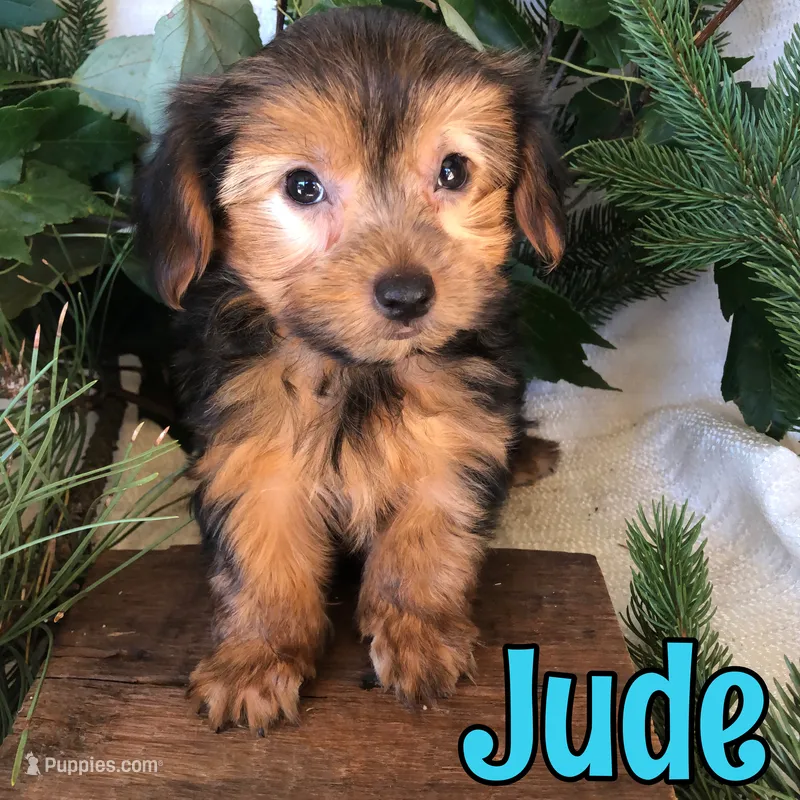 Jude – Yorkshire Terrier puppy for sale in Byron, MI