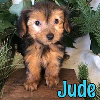 Jude, a female Yorkshire Terrier for sale in Byron, MI – 1 of 3