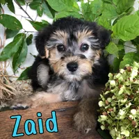 Zaid, a male Yorkshire Terrier and Bichpoo for sale in Byron, MI – 2 of 3