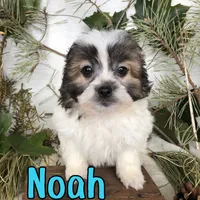 Noah, a male Shihpoo for sale in Byron, MI – 2 of 3