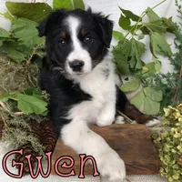 Gwen, a female Miniature Australian Shepherd for sale in Byron, MI – 3 of 3
