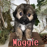 Maggie, a female Miniature Aussiedoodle for sale in Byron, MI – 3 of 3