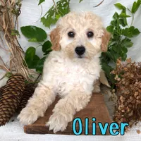 Oliver, a male Bichpoo for sale in Byron, MI – 3 of 3