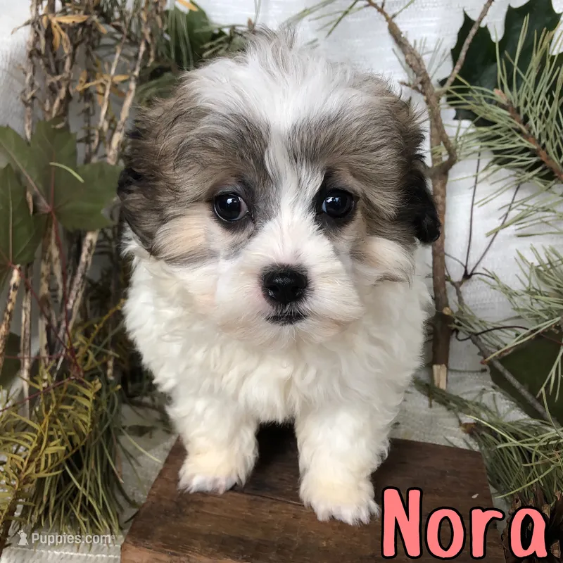 Nora – Shihpoo puppy for sale in Byron, MI