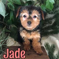 Jade, a female Yorkshire Terrier for sale in Byron, MI – 2 of 3