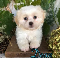 Dean, a male Shih Tzu and Bichpoo for sale in Byron, MI – 2 of 3