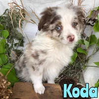 Koda, a male Miniature Australian Shepherd for sale in Byron, MI – 2 of 3