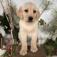 Lily, a female Labrador Retriever for sale in Byron, MI – 3 of 3