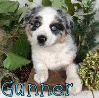 gunner, a male Miniature Australian Shepherd for sale in Byron, MI – 2 of 3
