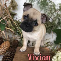 Vivian , a female Pomeranian and Pug for sale in Byron, MI – 3 of 3