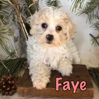 Faye, a female Bichon Frise and Shihpoo for sale in Byron, MI – Photo 1 of 3