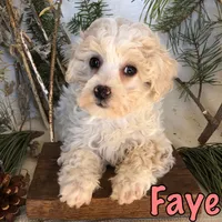 Faye, a female Bichon Frise and Shihpoo for sale in Byron, MI – Photo 2 of 3